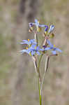 Nash's blue-eyed grass